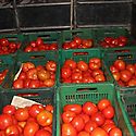 Productores de tomate logran acuerdos para salvar cosecha de casi 7 mil toneladas en Los Santos
