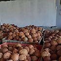 IMA y Comunidad Guna se renen para tratar sobre comercializacin de varios rubros