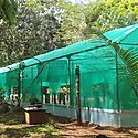 Panam Oeste producir 50 mil plantones