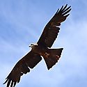 Cambios en reproduccin de las aves responderan al cambio climtico