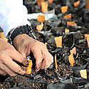 Promueven la restauracin forestal en Solano de Bugaba