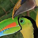 Aves ms coloridas si viven cerca de la lnea ecuatorial