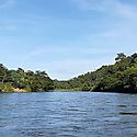 Restauran bosques de galera del ro Changuinola