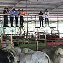 Gobierno Nacional entrego 92 sementales y pasto mejorado a productores santeos