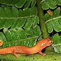 Descubren nueva especie de salamandra en el Parque Internacional la Amistad