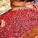 Desarrollo Rural capacita a pequeos productores en la comarca Ngbe Bugl