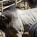 Productores de Cocl reciben toros de alta gentica