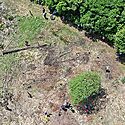 Mes de la Restauracin Forestal Darin inicia plantando ms 600 rboles