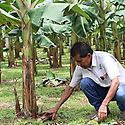Productores de pltano piden apoyo para la industria