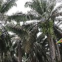 PABO certifica internacionalmente primera produccin de palma aceitera sostenible