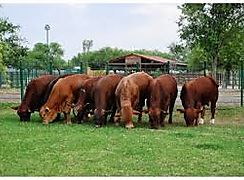 Sementales a disposicin de productores de Cocle