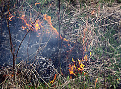 Abierta la convocatoria de becas para el Curso Internacional de Gestin en Proteccin contra Incendios Forestales