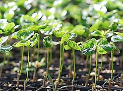 UTP promueve minifbrica de plantas para promover y aplicar nuevas tecnologas de produccin agrcola