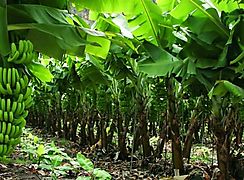 Avanzan trabajos en carretera de las fincas bananeras de Bar 