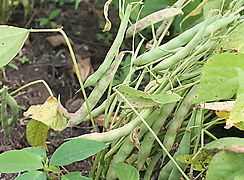 Seminario sobre manejo agronmico del cultivo de poroto