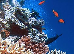 Los corales sobrevivieron al cambio climático en el Caribe