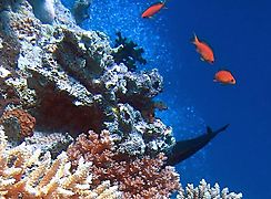 Los corales sobrevivieron al cambio climtico en el Caribe