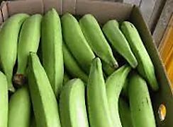 Banano encabez las exportaciones en Panam en el primer trimestre del 2024
