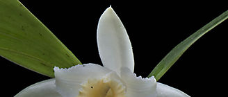 Nueva orquídea con el nombre Sobralia rinconiana en honor el Prof Rincón