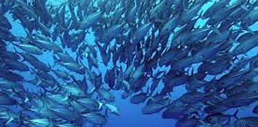 Panam comparte experiencias para la sostenibilidad del Mar Caribe