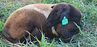 IDIAP encuesta a miembros de la cadena ovina caprina