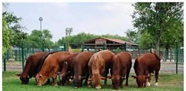 Sementales a disposición de productores de Cocle Sementales a disposición de productores de Cocle