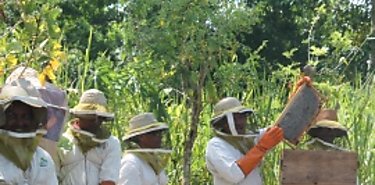 Amenaza cultivos en EEUU disminucin de abejas salvajes 