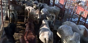 Entregan sementales a ganaderos de los Santos