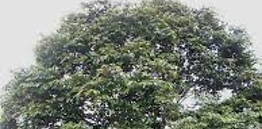 Nuevos miembros se adhieren a la Alianza por el Millón de Hectáreas Reforestadas Nuevos miembros se adhieren a la Alianza por el Millón de Hectáreas Reforestadas