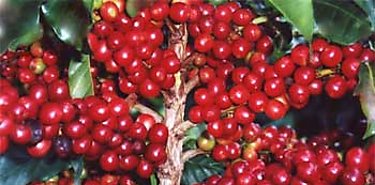 Aprueban decreto para adicionar variedades de café como productos sensitivos y modificar arancel de importación Aprueban decreto para adicionar variedades de café como productos sensitivos y modificar arancel de importación