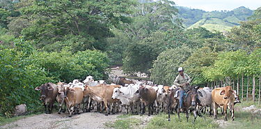 Advierte la FAO amenazas sobre el patrimonio genético animal  Advierte la FAO amenazas sobre el patrimonio genético animal