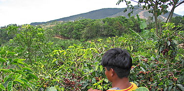 MIDA capacita a cafetaleros de Gualaca 