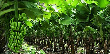 Productores de pltano presentan proyecto para planta de procesamiento 