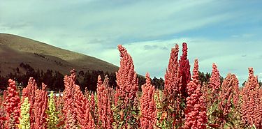 Quinua no slo es un speralimento saludable sino tambin una solucin para la seguridad alimentaria