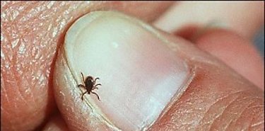 Presentan novedosa vacuna para uso en la ganadería Presentan novedosa vacuna para uso en la ganadería