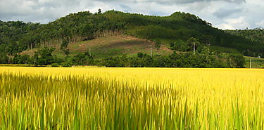 Fortalecimiento del sector agropecuario al modificar Ley de AUPSA