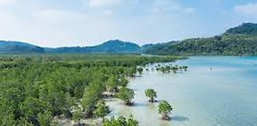 Estudio sobre el estado del rea de manglar contigua a la comunidad de La Playa Veraguas