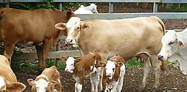 Charla en manejo y nutrición de bovinos en Coclé Charla en manejo y nutrición de bovinos en Coclé