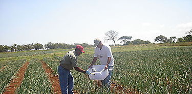 Biotecnologa para una agricultura sostenible estima FAO 