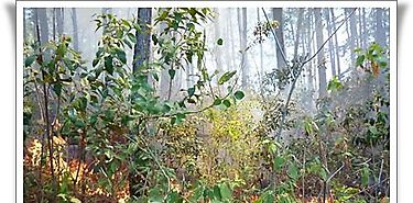 Panam preocupada ante preocupante incremento de incendios de masa vegetal provocados