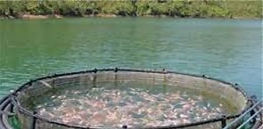 Contraloría aplicará en septiembre la Encuesta de Acuicultura a nivel nacional Contraloría aplicará en septiembre la Encuesta de Acuicultura a nivel nacional