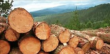Decomisan tucas de madera y recuperan dos perezosos