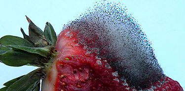 Levaduras naturales inhiben la formacin de mohos en la fruta