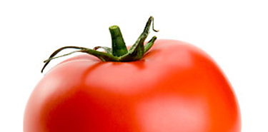 Exitosa produccin de tomate tropicalizado en Alanje