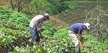 Aumenta siembra de rubros agrcolas en Panam