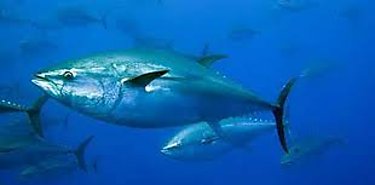 El 17  de la biomasa de especies marinas podra reducirse por el cambio climtico