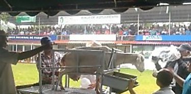 Realizan Primer Concurso de cabras de ordeño en Los Santos  Realizan Primer Concurso de cabras de ordeño en Los Santos