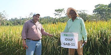 Buenos resultados con arroz biofortificado en Bocas del Toro