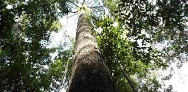 Descubren en Malasia uno de los mayores rboles tropicales del mundo