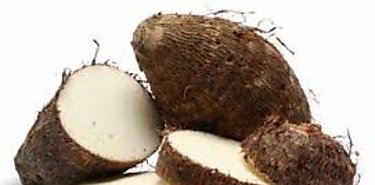 El cultivo de ame en Chiriqu promueve el MIDA